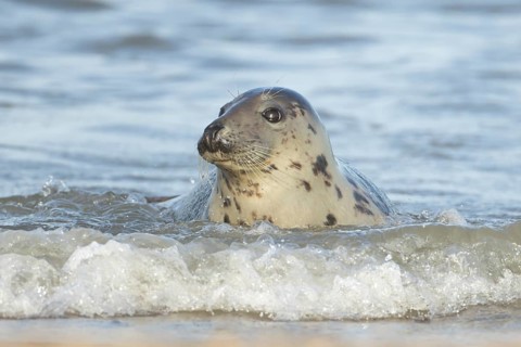 Atlantic grey seal (Halichoerus grypus) adult marine animal in the breaking waves of the sea on a