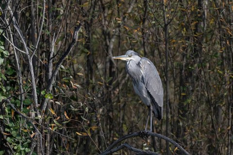 A heron stands gracefully on a branch, blending with the dense forest background. Its sleek