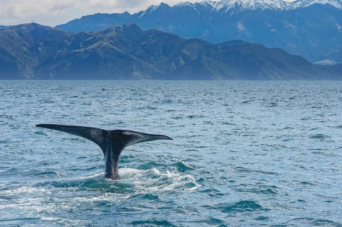 Tail of a Sperm whale diving, Kaikoura, Canterbury Region, South Island, New Zealand