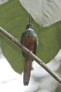 Rufous-tailed Jacamar (Galbula ruficauda) male, Ecuador