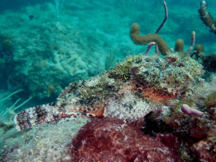 Well camouflaged banded scorpionfish (Scorpaena plumieri), dive site Nursery, Pompano Beach,