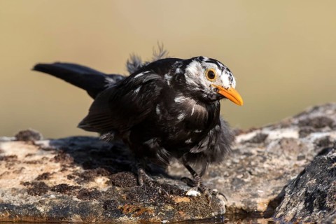 Common Blackbird (Turdus merula) male, Castile and Leon, Spain