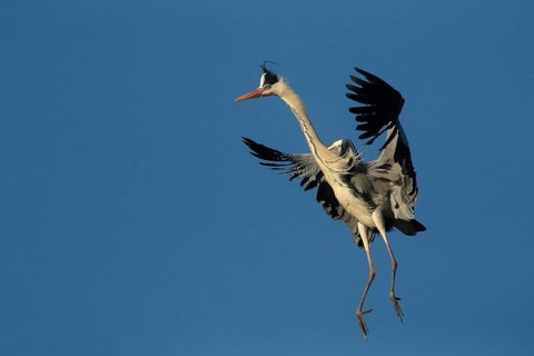 Grey Heron (Ardea cinerea) flying, Piedmont, Italy