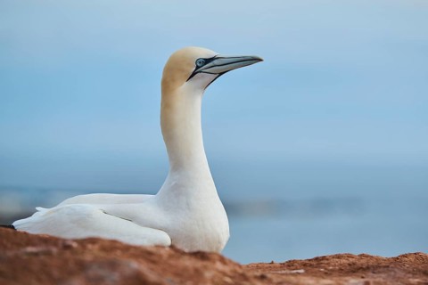 Northern gannet (Morus bassanus) lying on the cliff with the sea in the background, wildlife,