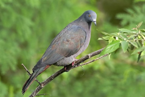 Christmas Imperial Pigeon (Ducula whartoni), Christmas Island, Australia