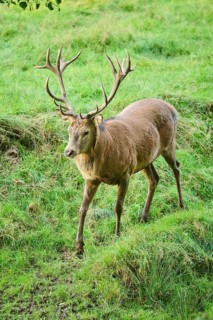 Red deer (Cervus elaphus) stag walking on a meadow, Bavaria, Germany