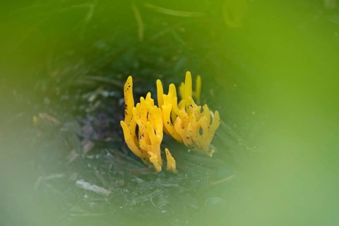Mushrooms in the forest, Autumn, Saxony, Germany