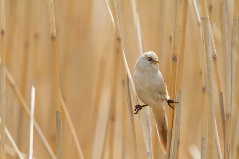 Bearded Reedling - Bartmeise - Panurus biarmicus ssp. russicus, Kazakhstan, adult female