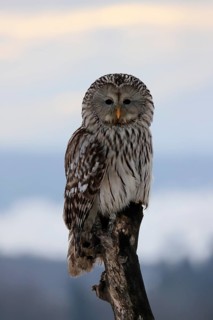Ural Owl (Strix uralensis), adult, in winter, snow, perch, Bohemian Forest, Czech Republic