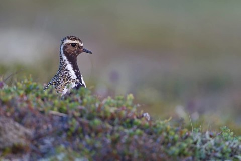 European Golden Plover (Pluvialis apricaria), Iceland