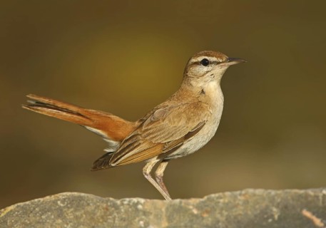 Rufous-tailed Scrub Robin (Cercotrichas galactotes), Alcoutim, Portugal