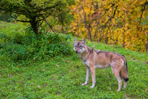 An adult male eurasian gray wolf (Canis lupus lupus) runs on hilly terrain on a green meadow,