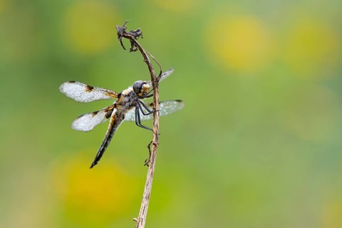 Four-spotted dragonfly (Libellula quadrimaculata), Ahlhorn, Lower Saxony, Germany