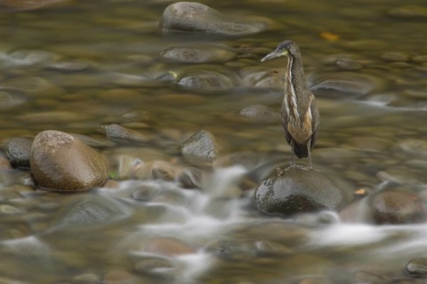 Fasciated tiger heron (Tigrisoma fasciatum) fishing at the end of the day in the Sarapiqui River in