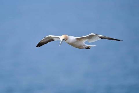 Northern gannet (Morus bassanus) flying over the sea, wildlife, Helgoland, Germany