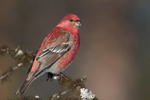 Pine Grosbeak - Hakengimpel - Pinicola enucleator, Finland, adult male