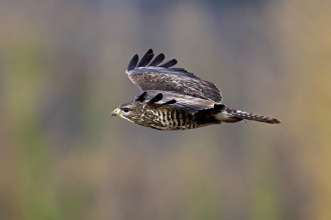 Common buzzard (Buteo buteo), in flight, Switzerland