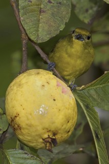 Violaceous Euphonia (Euphonia violacea) female, Atlantic rainforest, Brazil