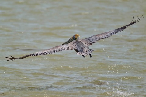 Brown Pelican, (Pelecanus occidentalis), Brown Pelican, flying just above the water with