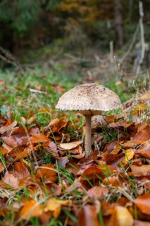 Parasol mushroom (Macrolepiota procera) mushroom in a forest in autumn, Bavaria, Germany