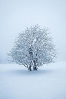 Single tree, snow-covered, winter landscape, snow, nature, untouched, Usseln, Sauerland, Germany