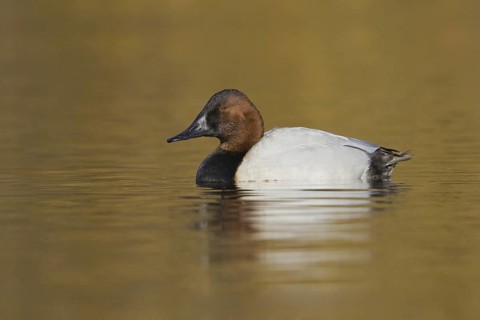 Canvasback (Aythya valisineria) male, British Columbia, Canada
