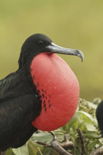 Great Frigatebird (Fregata minor) male, Hawaii, USA