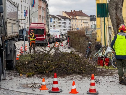 Tree work, Königinstrasse, Munich, Bavaria, Germany