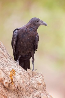 Borstenrabe, Fan-tailed Raven, Corvus rhipidurus, Corbeau à queue courte, Cuervo Hurraco