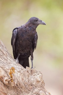 Bristle Raven, (Corvus rhipidurus), animals, birds, raven, raven, passerine bird of the raven