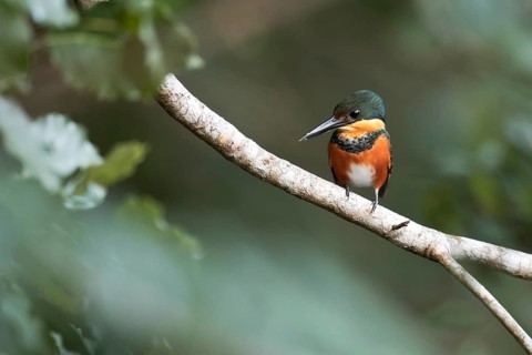 American Pygmy Kingfisher (Chloroceryle aenea stictoptera), female perched on a branch, Peten,
