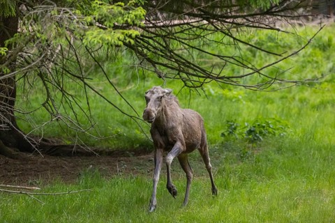 One adult female moose or elk, Alces alces, running, chasing away a male moose to protect her two
