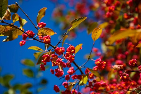 European monkshood (Euonymus europaeus), flowering shrub, red flowers in autumn, blue sky,
