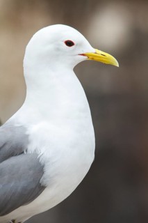 Black-Legged Kittiwake (Rissa tridactyla), adult portrait, Farne Islands, United Kingdom