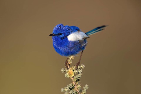 White-winged Fairywren (Malurus leucopterus) male, South Australia, Australia