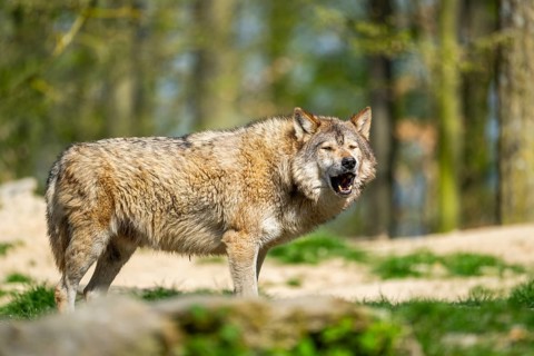 Eastern wolf (Canis lupus lycaon) standing on a meadow, Bavaria, Germany