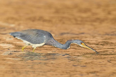 Tricolored Heron (Egretta tricolor), Florida, USA