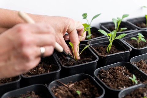 Hands gently plant young tomato seedlings into pots filled with soil, emphasizing growth and