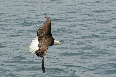 An eagle flies over the sea, impressed by the majestic wingspan, National Park, Khutzeymateen