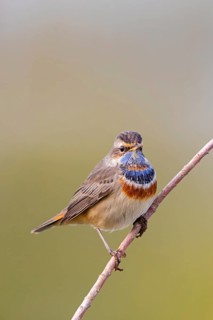 Bluethroat, (Luscinia svecica), (Luscinia svecicus), animals, birds, male, songbird, songbirds,