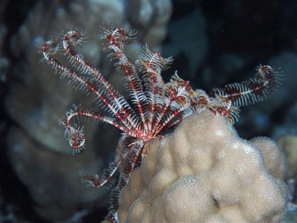 Klunzinger's hairstar (Lamprometra klunzingeri)