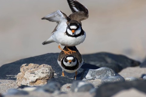Common Ringed Plover (Charadrius hiaticula), Schleswig-Holstein, Germany