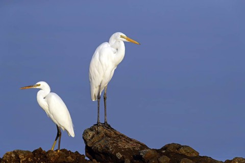 Great Egret, (Egretta alba), Ardea alba, Animals, Birds, Herons, Sur Masirah, Shannah, Ash