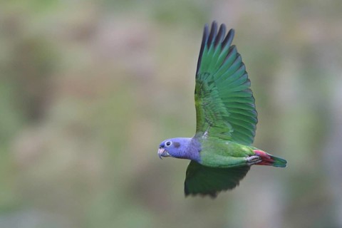 Blue-headed Parrot (Pionus menstruus) flying, Manu National Park, Peru