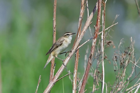 Reed warbler (Acrocephalus schoenobaenus) sitting in a shrub in its natural environment, Wildlife,