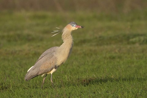 A Whistling Heron at Estancia Rincon del Socorro, Argentina