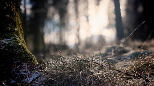 Light floods the morning forest, frosty grass on the ground, winter hiking on the Rennsteig,
