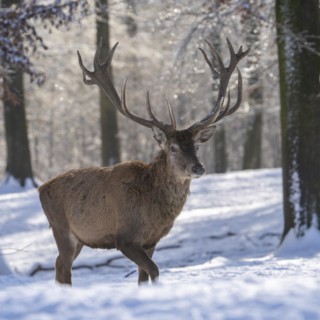 Red deer (Cervus elaphus), in the snow, Vulkaneifel, Rhineland-Palatinate, Germany