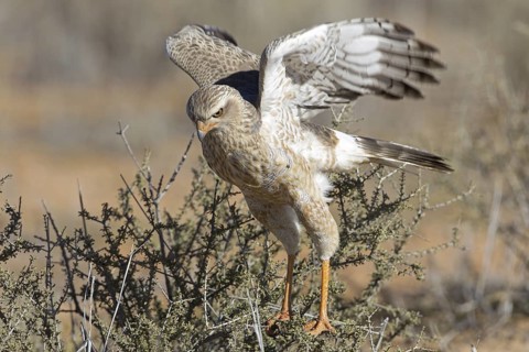 Pale Chanting Goshawk (Melierax canorus), Northern Cape, Kgalagadi Transfrontier Park, South Africa
