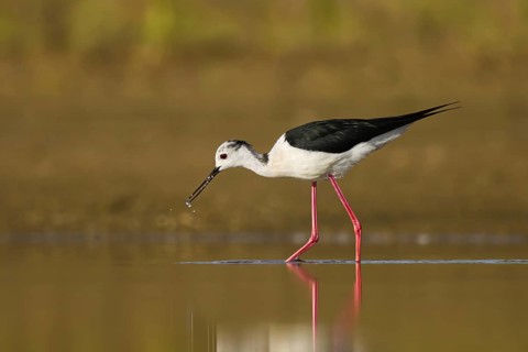 Black-winged Stilt (Himantopus himantopus) male foraging, North Rhine-Westphalia, Germany